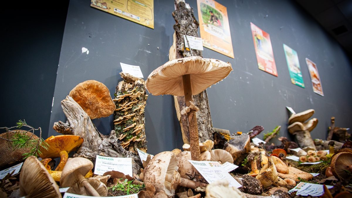 Muestra de Montes de Soria en el Centro Comercial Camaretas.
