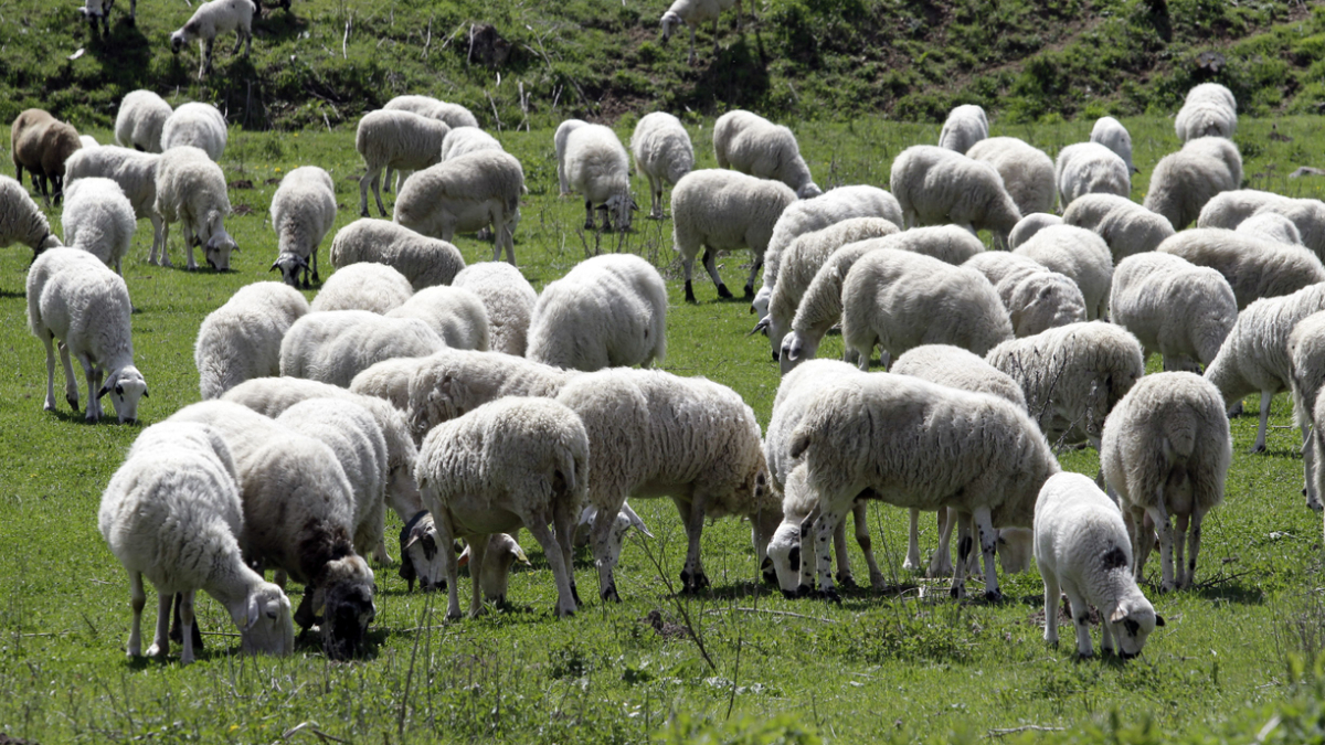 Ovejas pastando en un campo de Soria.