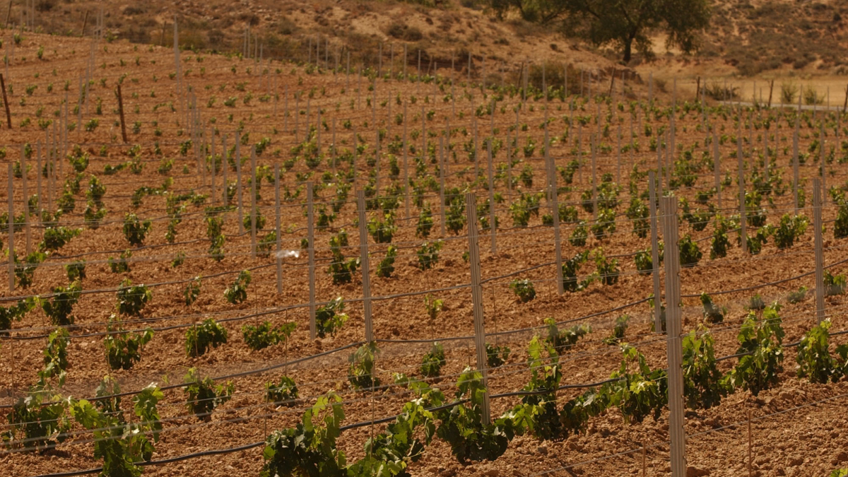 Viñedo en Atauta.