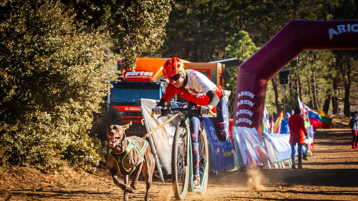 Ólvega volverá a ser escenario del mejor mushing.
