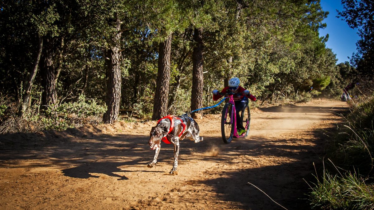 Un participante en una prueba de mushing celebrado en tierras olvegueñas.