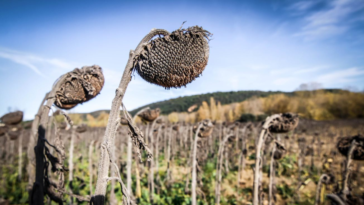 Girasoles en la provincia