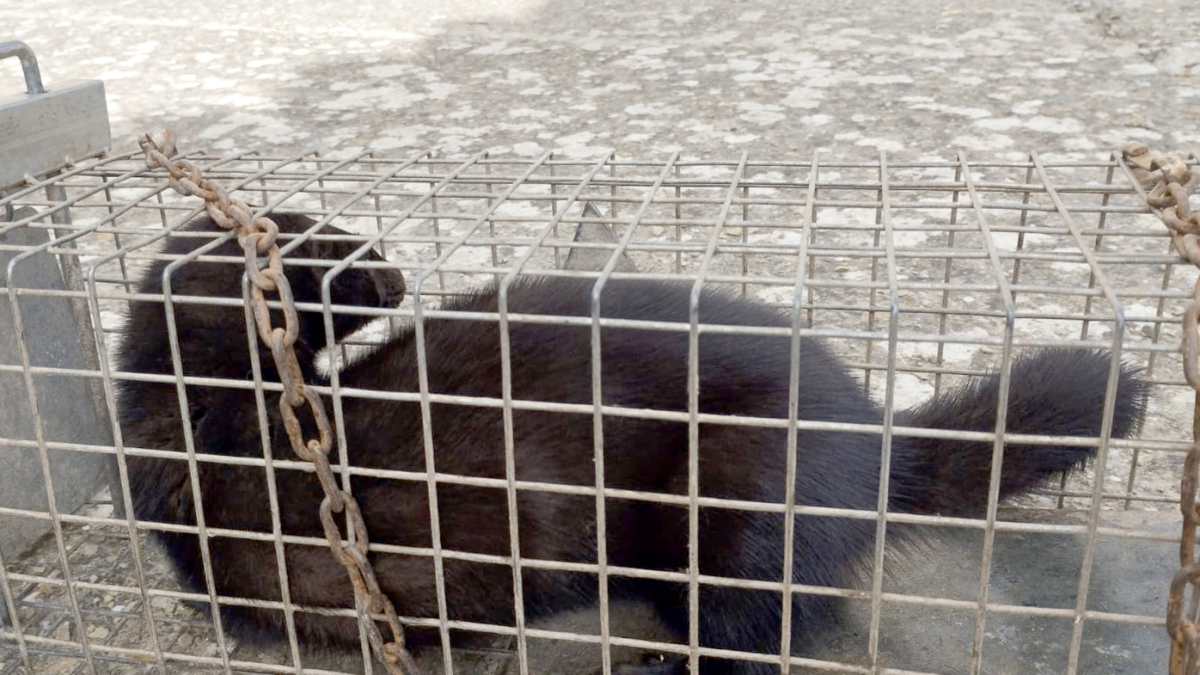Un visón americano macho acaba con 4 gallinas castellanas en Blocona.