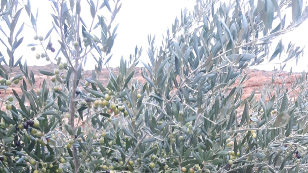 Olivos de Montuenga todavía sin cosechar