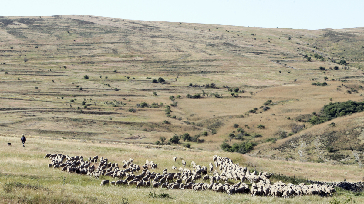 Ovejas trashumantes en Tierras Altas.