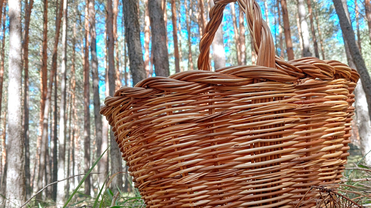 Cesta para recolectar setas y hongos.