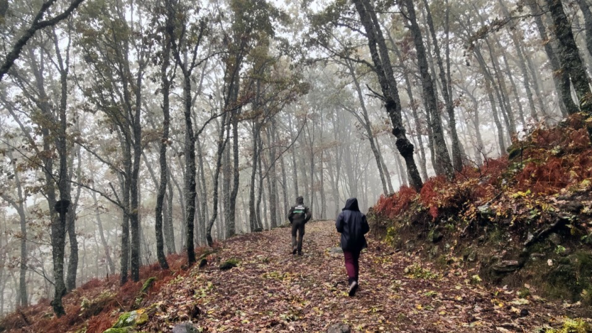 Un bosque de rebollo.