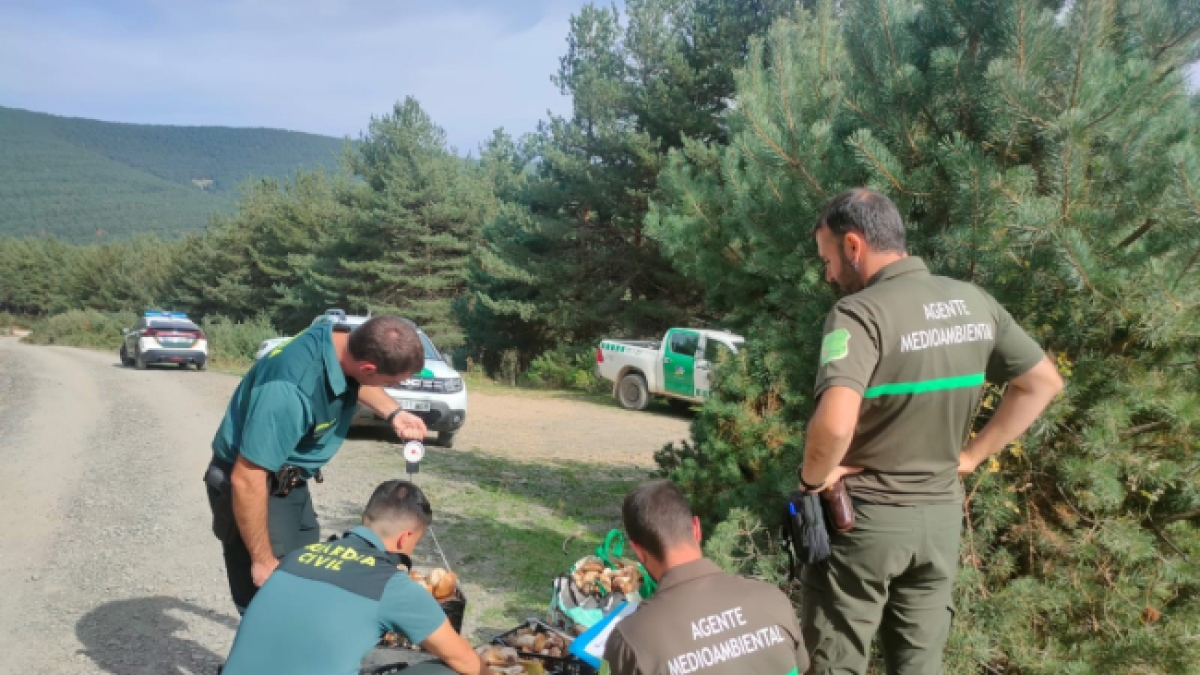 Decomisos de boletus esta campaña.