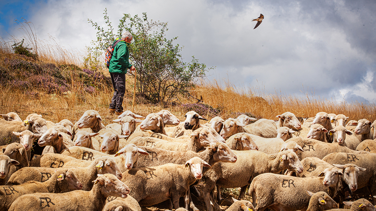 Ganado trashumante con uno de los pastores de Tierras Altas.