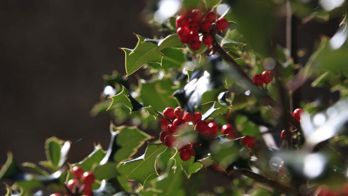 Ramilla de acebo de Soria en Torrearévalo.