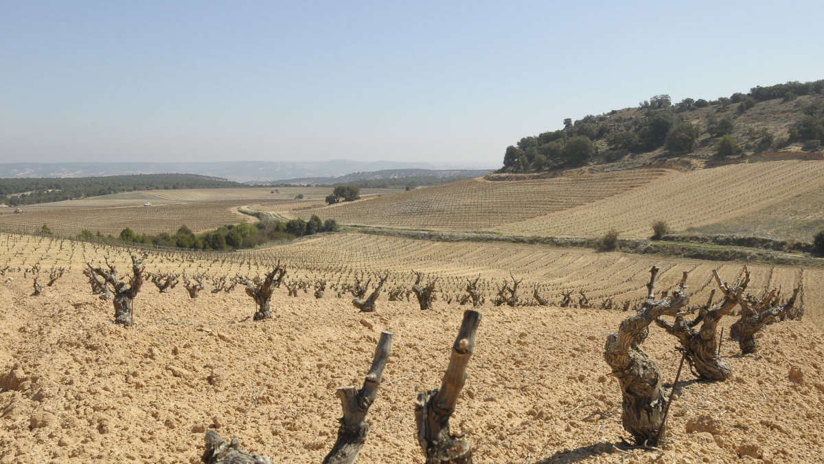 Viñas en la zona de Ribera del Duero en Soria.