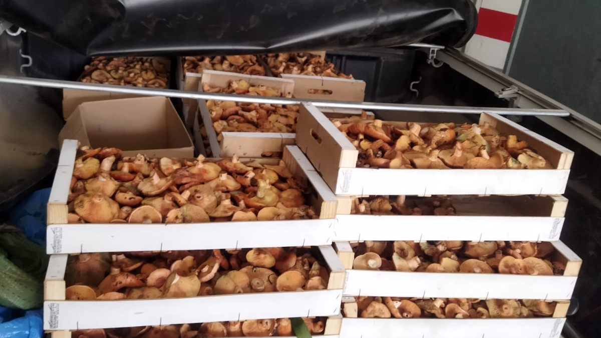 Decomisos en la zona de El Burgo de Osma este fin de semana.