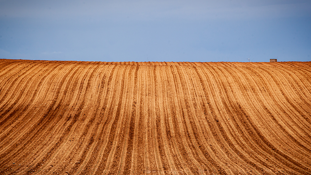 Un campo de cereal ya labrado en la provincia