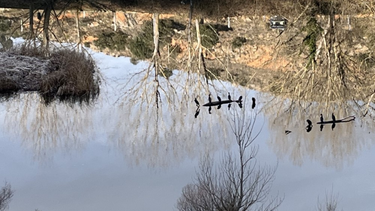 Varias aves posadas sobre los palos del Duero en Soria en la fría mañana de este sábado.