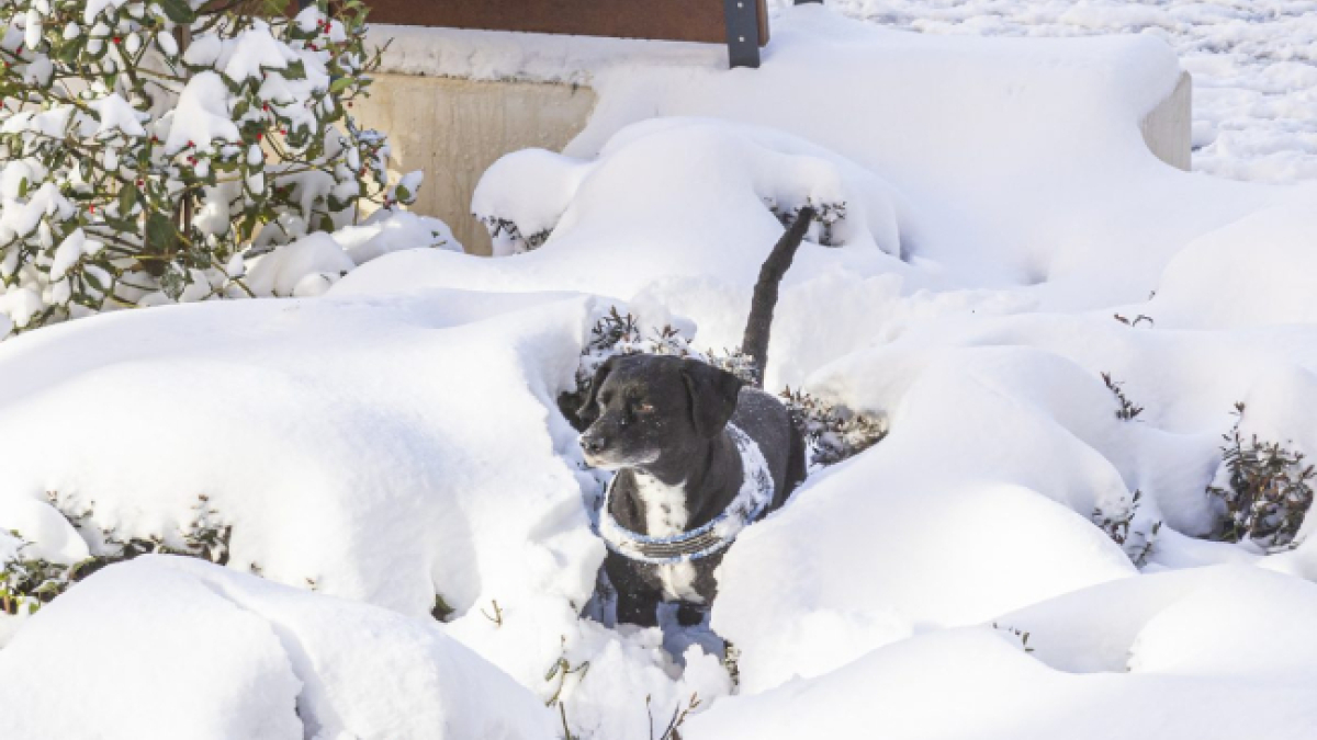 Perro jugando en la nieve.