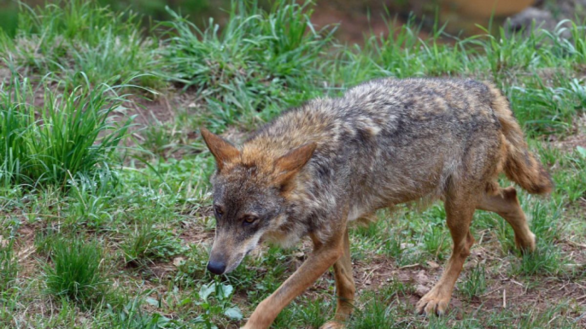 Ejemplar de lobo ibérico.