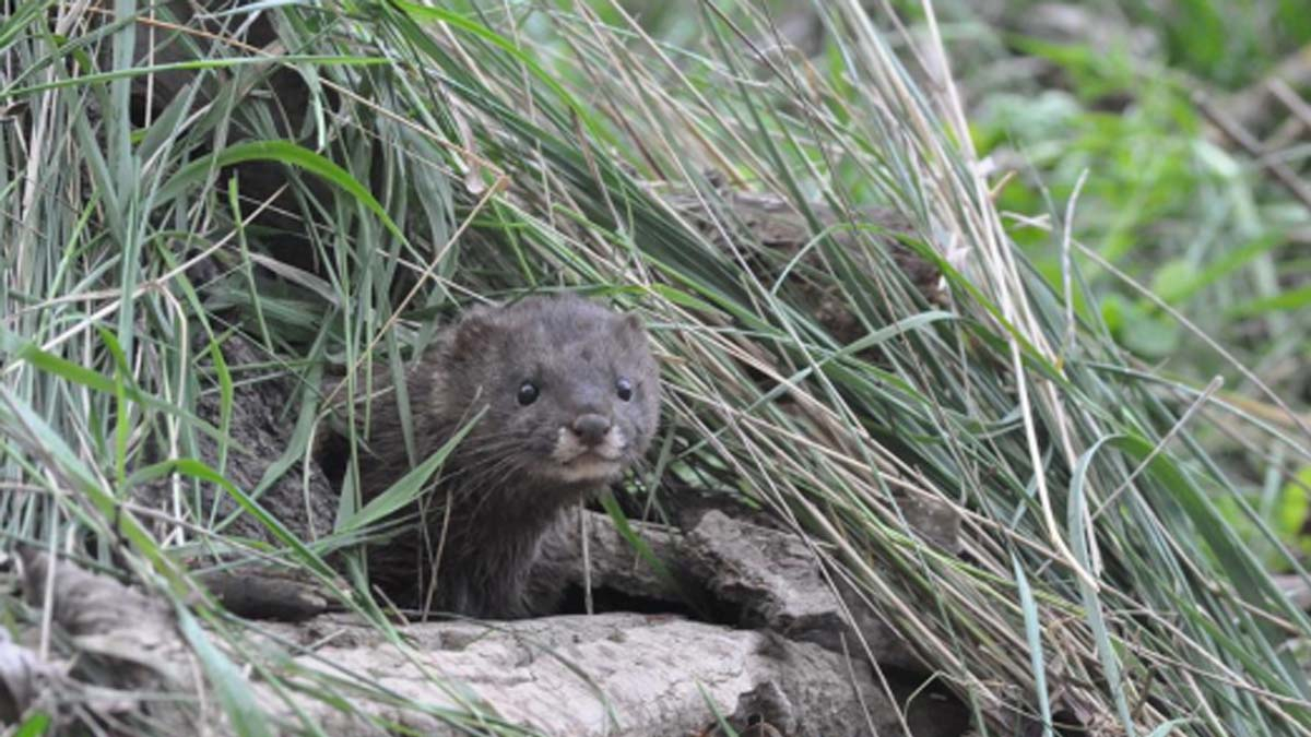 Visón en la naturaleza.