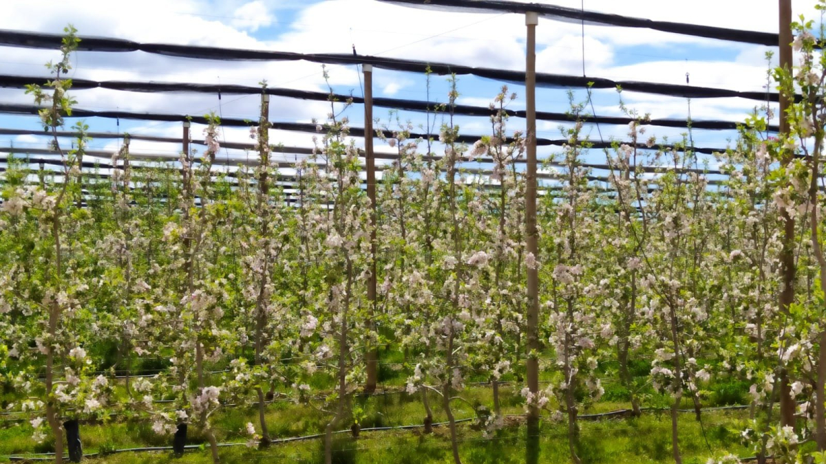 Son más de 850 las hectáreas que en Soria se dedican al cultivo de la manzana