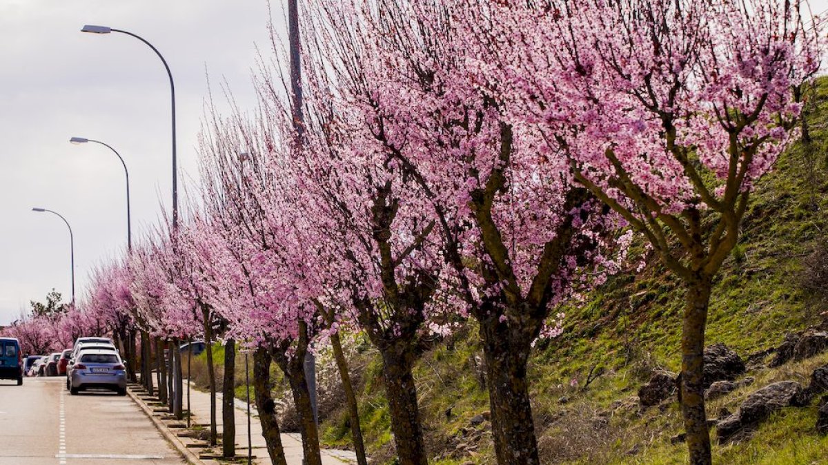 Árboles en flor en la zona de Santa Bárbara.