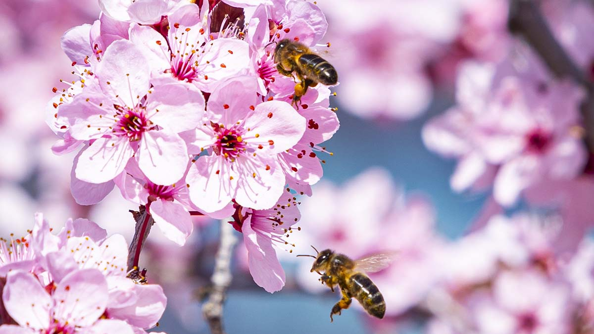 Las abejas ya polizan las flores