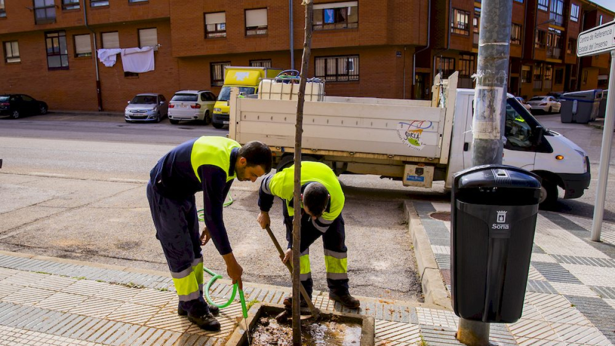 Los árboles ya agarran en las calles de la ciudad