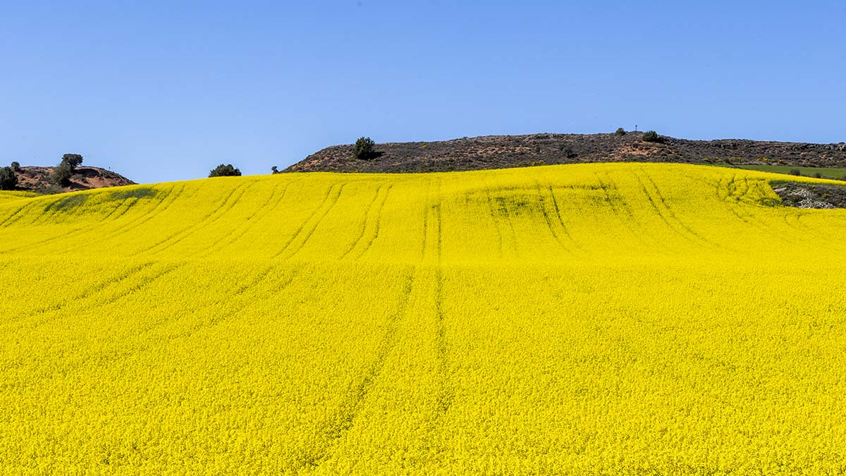 Campo de colza en Soria.