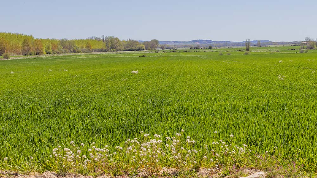 El campo soriano brota con fuerza