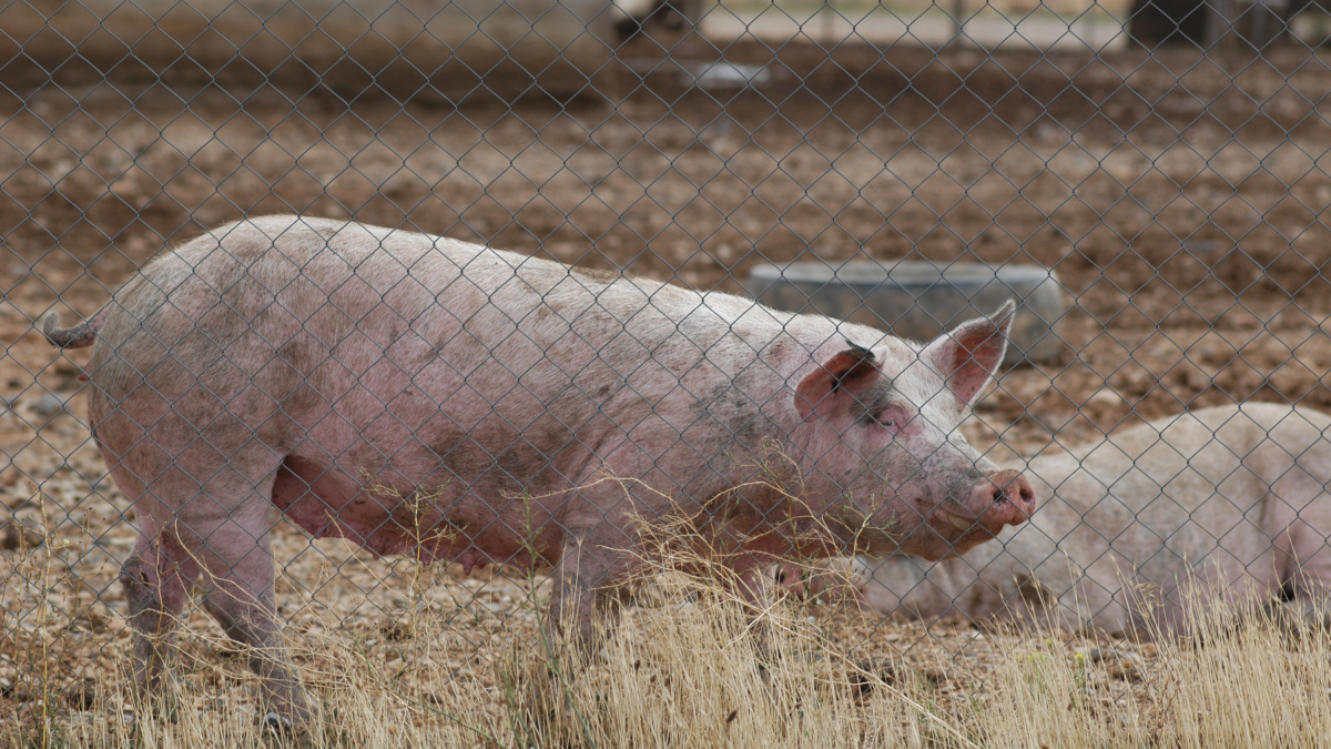 Granja de cerdos en una imagen de archivo.
