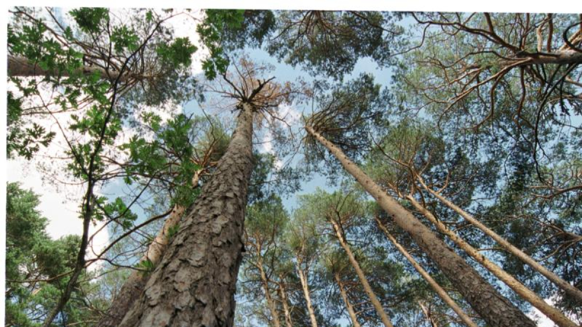 Pinar grande.