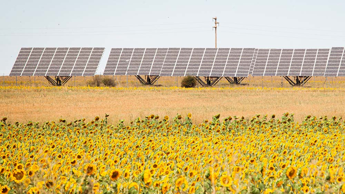 Placas solares junto a un campo de girasoles