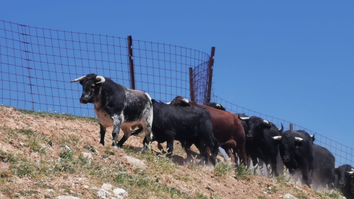 Los toros de la Saca en Brihuega.