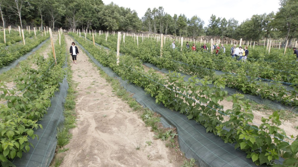 Plantación ecológica de frutos rojos en El Royo.