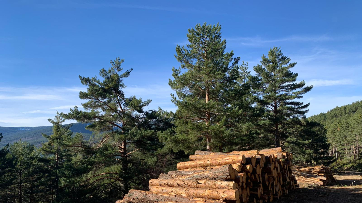 Madera de gestión forestal sostenible apilada.
