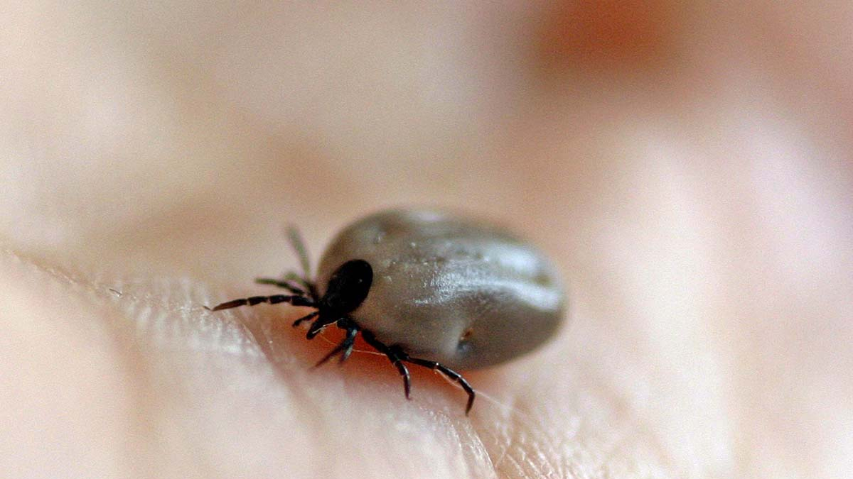Las garrapatas pertenecen a la superfamilia de ácaros.