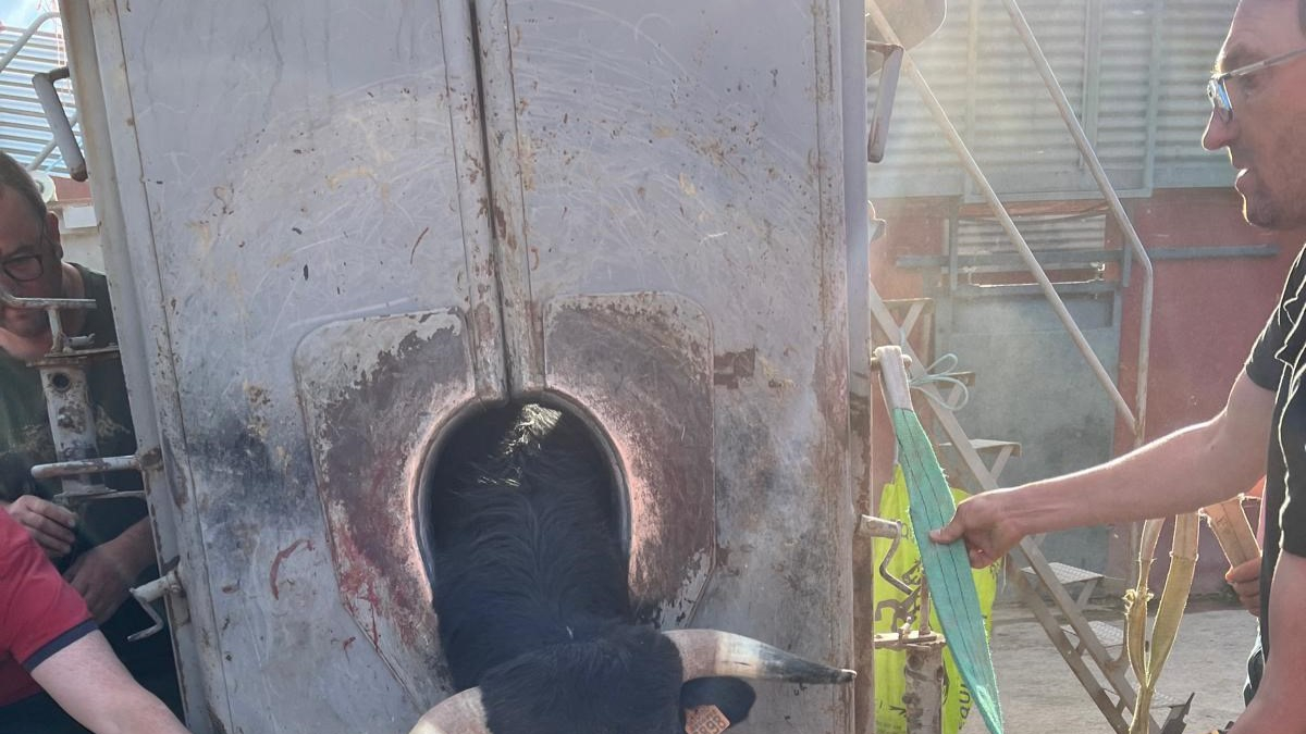 'Aliño' de uno de los novillos de La Saca. HDS