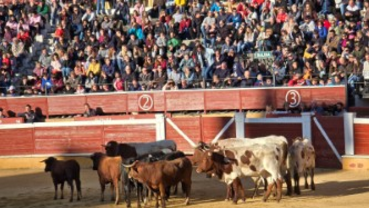 Los mansos acompañan a varios de los novilllos para el Viernes de Toros en su desembarco en Soria,