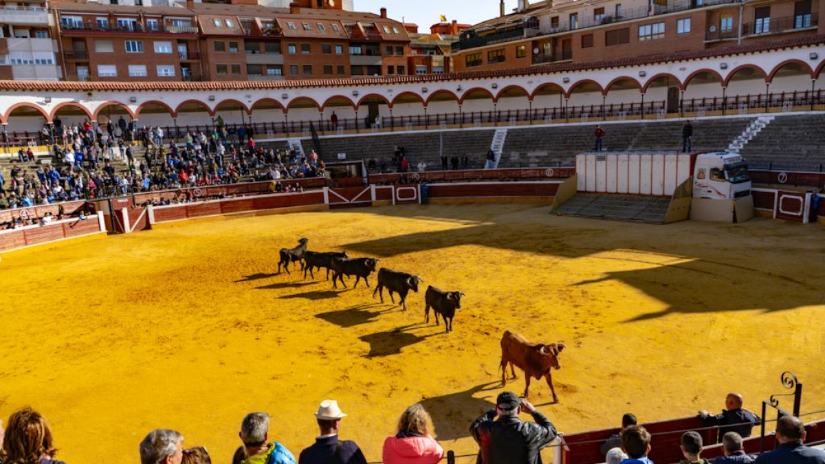 Numerosos sorianos madrugan para ver el Desencajonamiento de las reses del Viernes de Toros en la plaza.