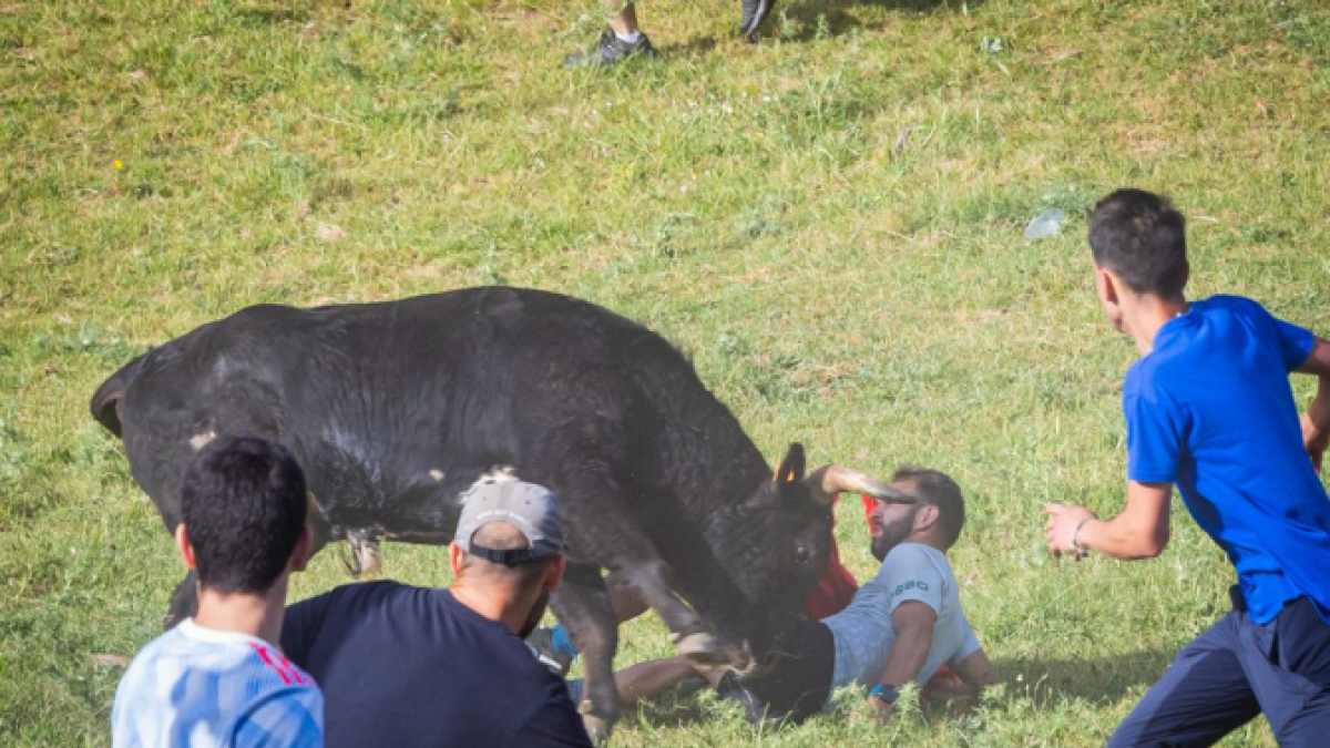 Un sanjuanero ante las astas del novillo.