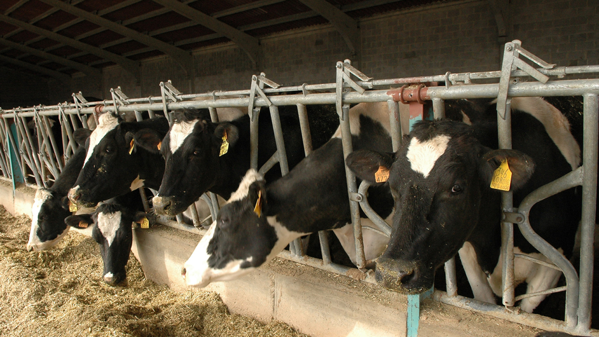 La granja de Ventosa de San Pedro, una de las dos dedicadas a la Mantequilla de Soria.