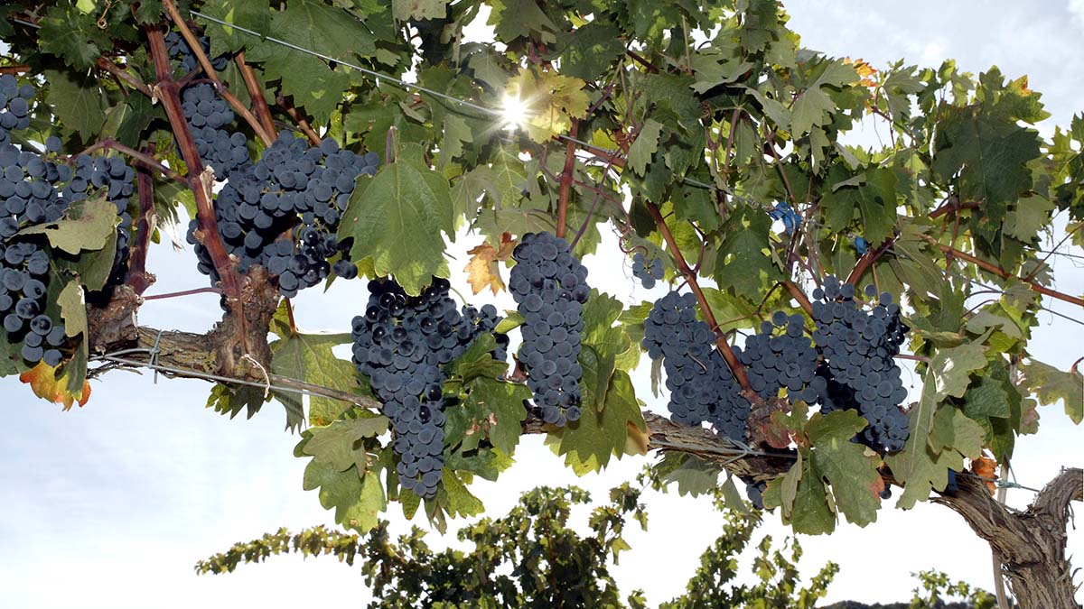 Uva en el área de Ribera del Duero.