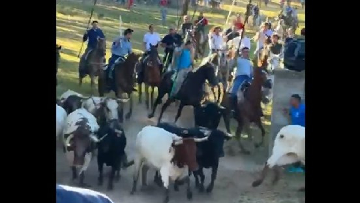 La Compra de San Juan 2024 ya hace rugir al monte Valonsadero. El encierro matutino, 'La Comprilla', se ha prolongado durante más de dos horas y ha acabado con dos de los toros encerrado en los corrales de abajo. Al manos un caballista se ha caído y hay una persna atendida por contacto con las reses. No obstante, también ha dejado imágenes de gran belleza en Cañada Honda como las de este vídeo.