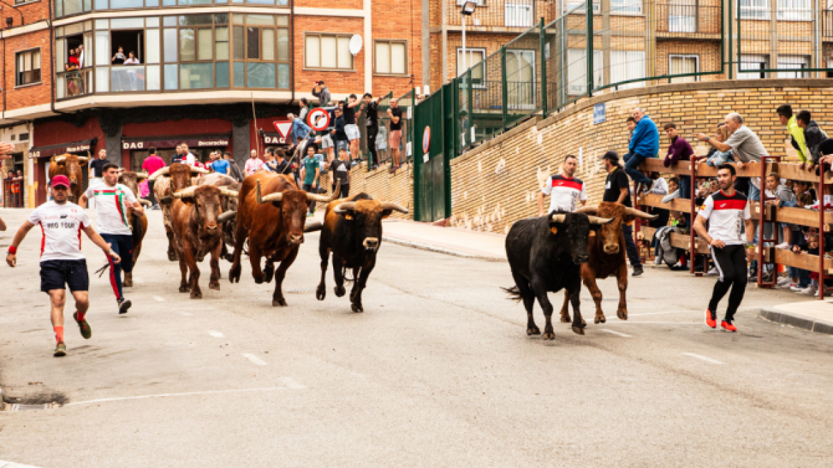 Novillos bajando hasta la plaza de toros.