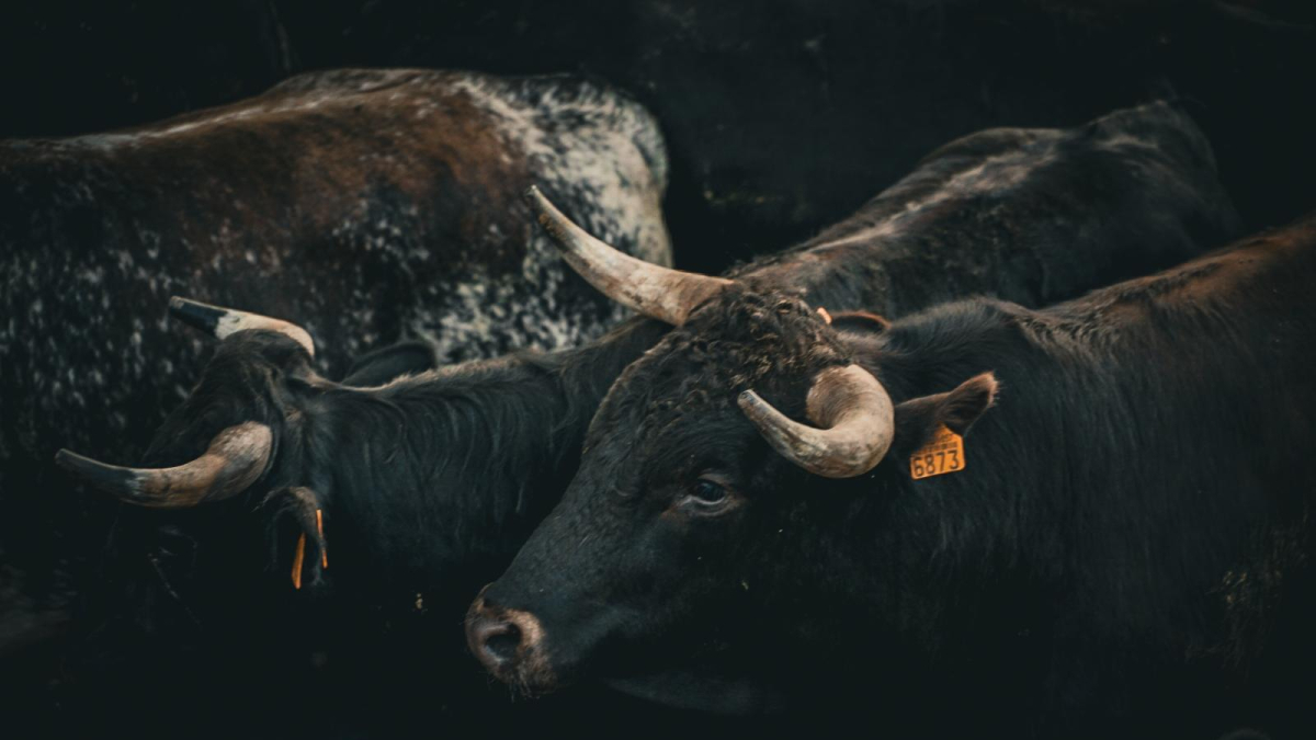 Toros hace un momento en los corrales de Cañada Honda.