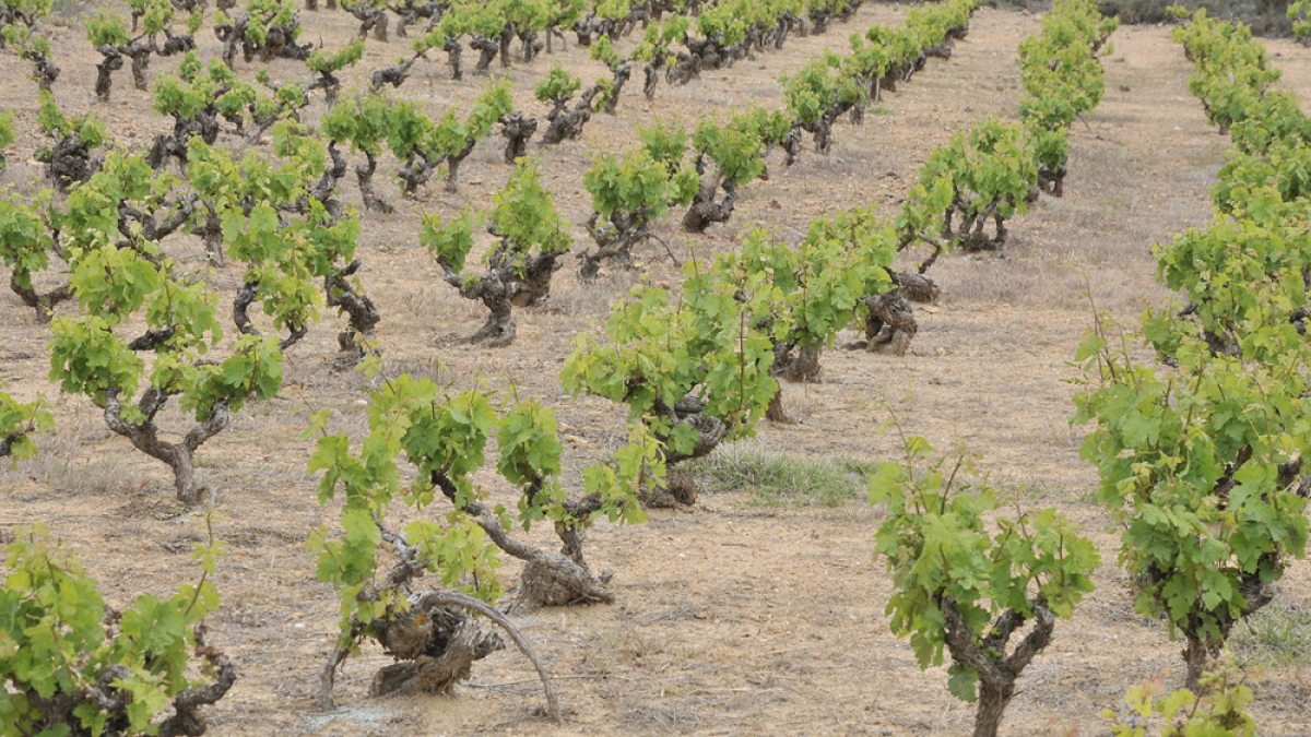 Viñas en la provincia de Soria.