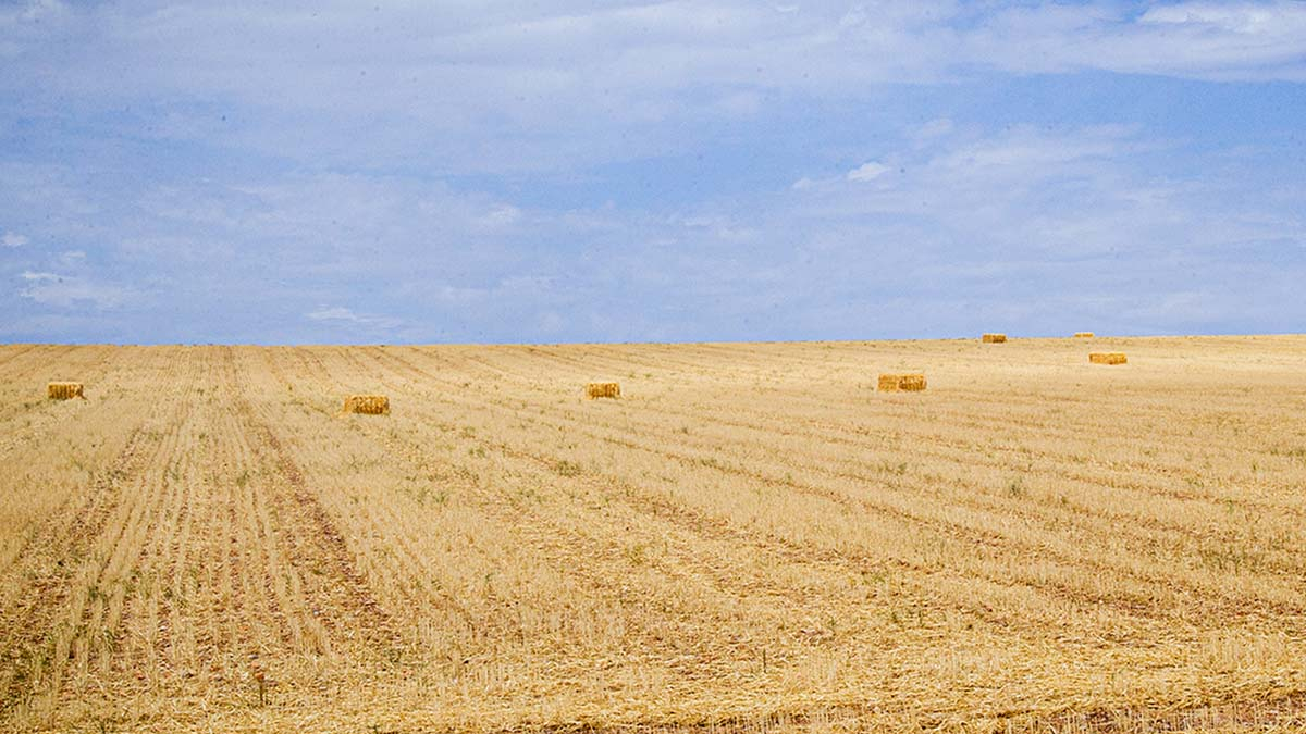 Campo cosechado en la zona de San Esteban de Gormaz.