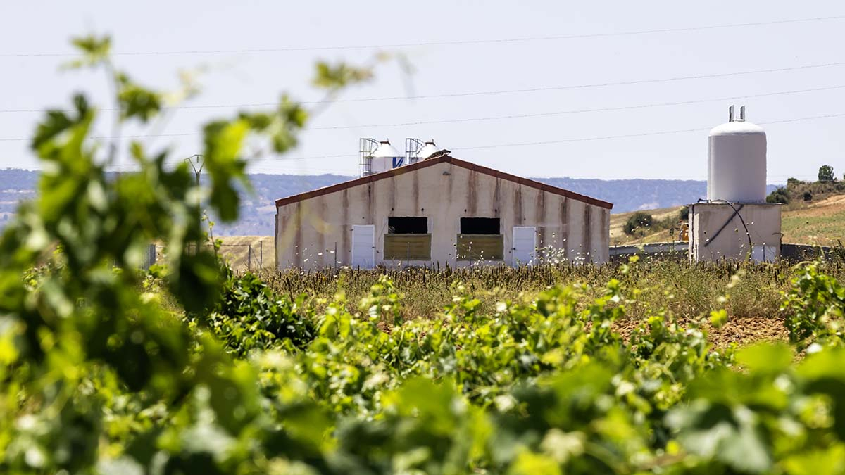 Una granja entre viñedos.