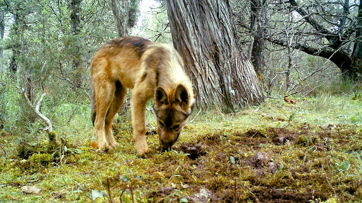 Lobo ibérico.
