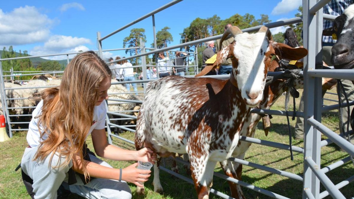 Vinuesa celebra una nueva edición de su Feria Ganadera para mostrar la fuerza del sector en la zona.