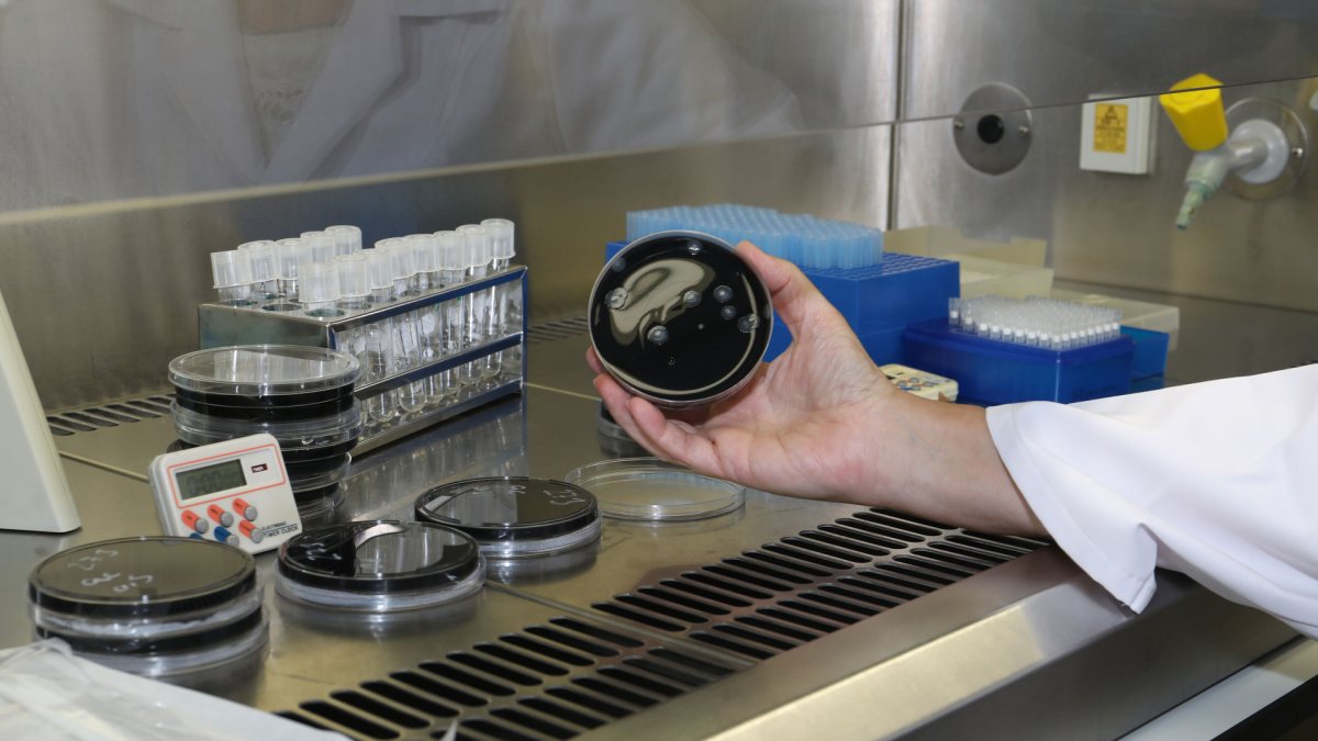 Servicio Territorial de Sanidad de Palencia; Laboratorío de Salud Pública en la imagen cultivos para analizar bacterias