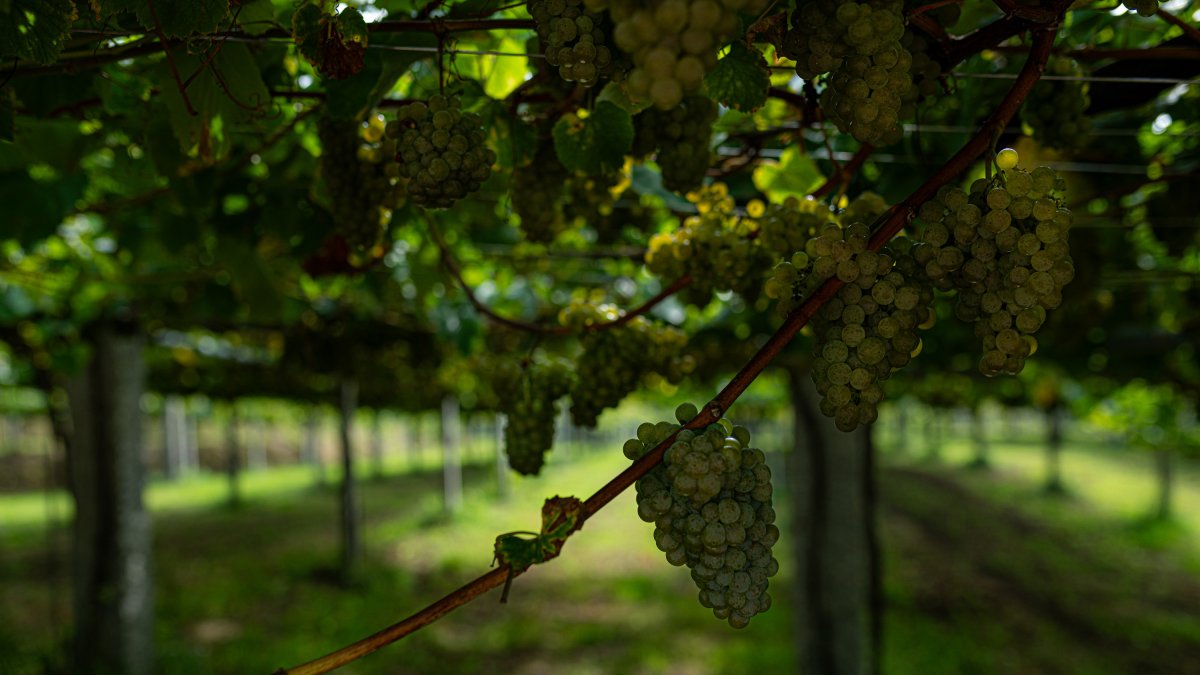 Varios racimos de uvas colgando de una parra durante la época de vendimia. HDS